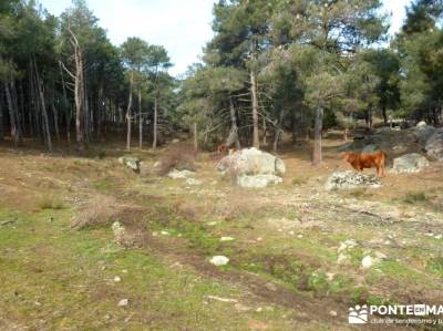 Fortines y Trincheras: Río Cofio; selva de irati buitrago de lozoya trekking sierra de gredos